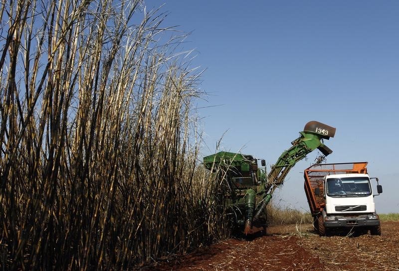 © Reuters. Indian Sugar Prices-Mumbai - August 13, 2019