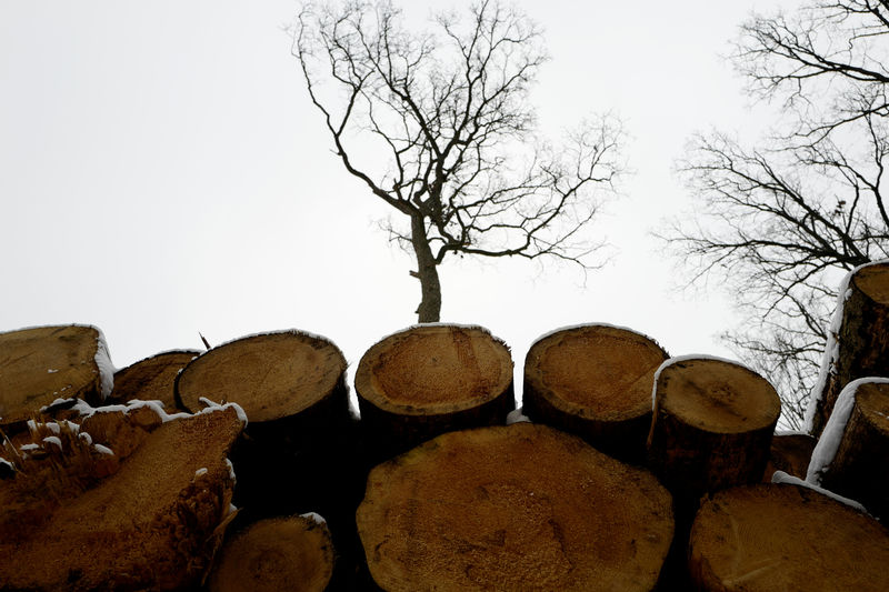 Forex forest products