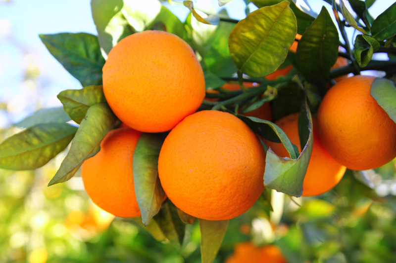 Florida's Orange Crop Is Bouncing Back From Bugs and a Hurricane By