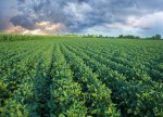 China widens ban on Canadian canola imports to second firm, Viterra