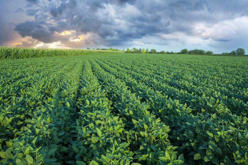 Forexpros soybean