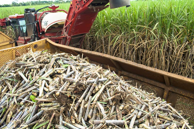 Para BTG, ações da Cosan ainda permanecem uma “barganha”