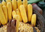 Strong dollar impeding U.S. grain export growth