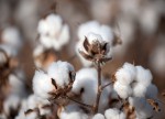 Evogene Signs Brazilian Partnership to Develop Pest-Resistant Cotton