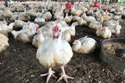 Hi-tech peer-to-peer networks let Nigerian farmers log on for cash