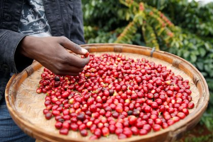 Premium prices attract small farmers back to coffee growing in Zimbabwe