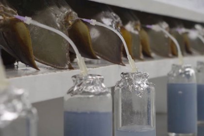 Blue-blooded crabs at heart of pharma dispute on drug testing