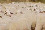 Non solo Manchego: viaggio tra i formaggi spagnoli