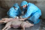 Long An là tỉnh thứ 12 của ĐBSCL có dịch tả heo châu Phi