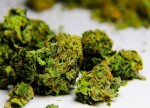 Pot Stocks Gain on Surprise Earnings Beat by Aphria