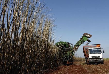 © Reuters. Trabalhadores colhem cana em uma fazenda em Maringá