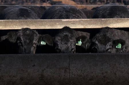 © Reuters. Black Angus bulls feed at Tasmania's largest cattle feedlot located at Powranna on the outskirts of Launceston