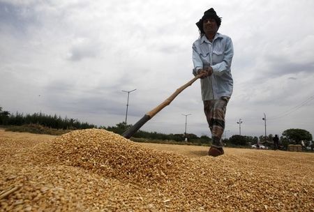 © Reuters. A labourer spreads wheat for drying at a wholesale grain market in the northern Indian city of Chandigarh