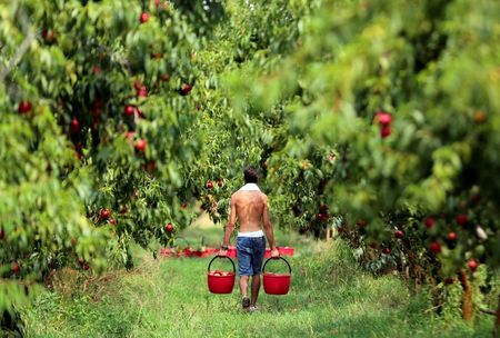 © Reuters. A worker carries peaches in a bucket at an orchard confiscated from the Camorra clan, or the local mafia, in Chiaiano next to Scampia, district of northern Naples