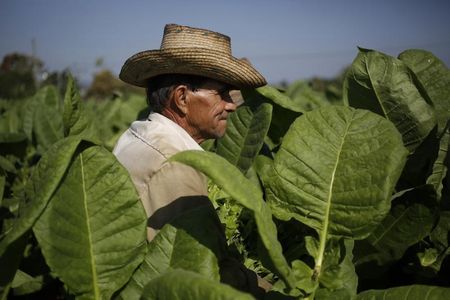 © Reuters. A man picks tobacco leaves at a tobacco farm in Cuba's western province of Pinar del Rio