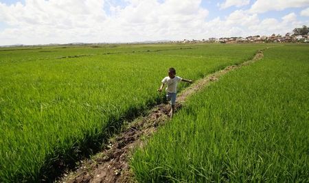 © Reuters. Plantação de arroz nos arredores de Antananarivo, capital de Madagascar