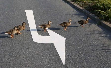 © Reuters. Ducks cross a street near the headquarters of German car manufacturer Opel in Ruesselsheim