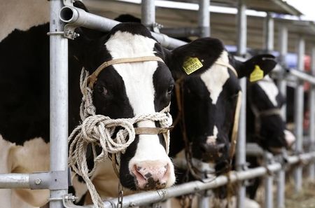 © Reuters. Коровы на сельскохозяйственной выставке в Минске