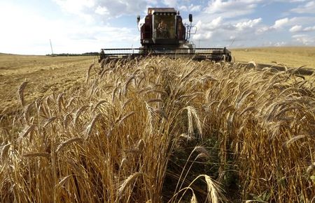 © Reuters. Комбайн убирает урожай в белорусском селе