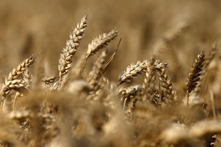 © Reuters. LA FRANCE A IMPORTÉ DU BLÉ POUR FAIRE FACE AUX INTEMPÉRIES DE L'ÉTÉ