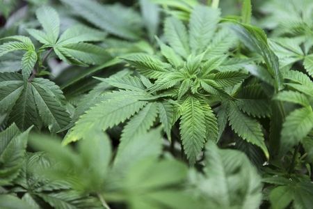 © Reuters. A young cannabis plant grows at The Joint Cooperative in Seattle, Washington