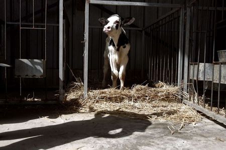 © Reuters. La Comisión Europea anuncia ayudas al sector lácteo por la crisis ucraniana