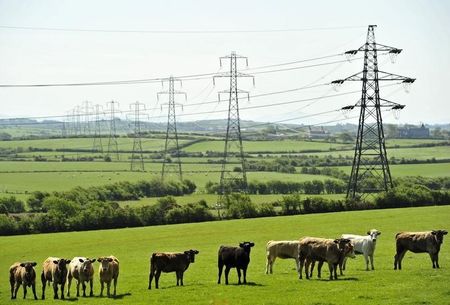 © Reuters. Cattle graze near power lines on Anglesey, north Wales