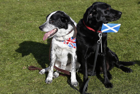 © Reuters. Due cani in un parco scozzese, uno "indossa" la Union flag, l'altro la bandiera scozzese