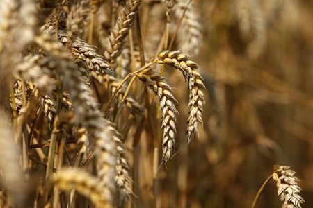 © Reuters. LES MAUVAISES NOUVELLES S'ACCUMULENT POUR LES AGRICULTEURS