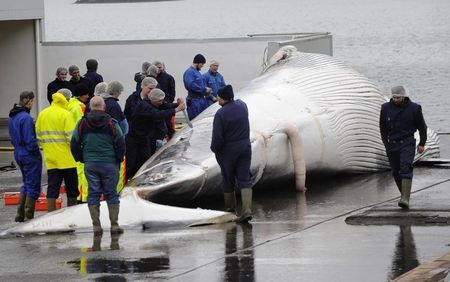 © Reuters. تحذير شديد اللهجة من أوروبا وأمريكا الي ايسلندا بسبب صيد الحيتان