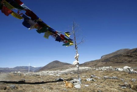© Reuters. A dog rests on the Indian side of the Indo-China border at Bumla