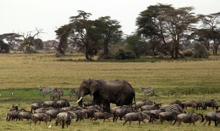 © Reuters. تنزانيا تلجأ لبحيرة فيكتوريا لانقاذ الحياة البرية في متنزه وطني