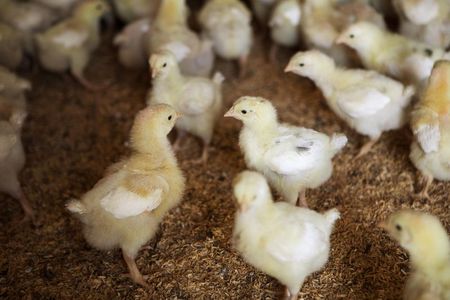 © Reuters. Nine-day-old chicks gather at a Foster Farms chicken ranch near Turlock