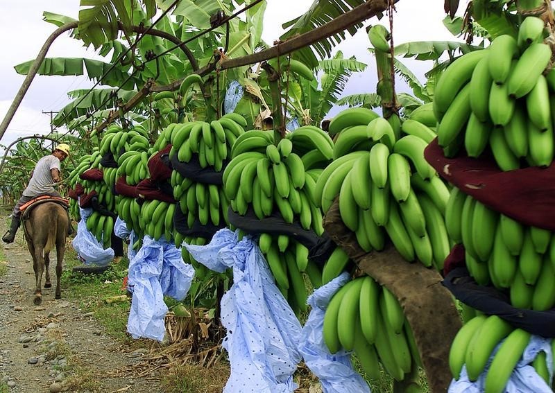 &copy; Reuters Osielito Santos pulls bunches of bananas by horse during harvesting at the Enilda banana farm at Boc..