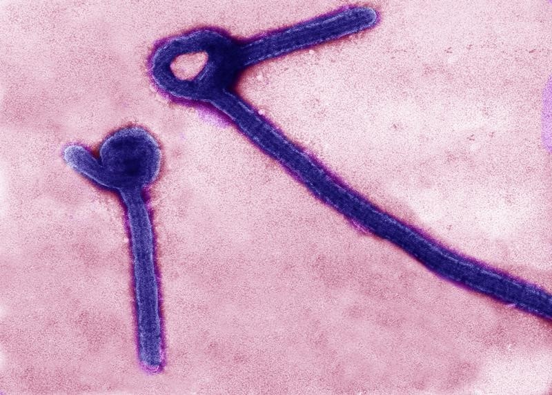 © Reuters. حقنة واحدة أم حقنتان؟ أسئلة كثيرة تخيم على سباق اللقاح المضاد للإيبولا