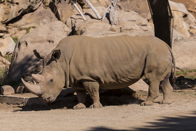 © Reuters. MORT D'UN RHINOCÉROS BLANC DANS UN ZOO DE CALIFORNIE