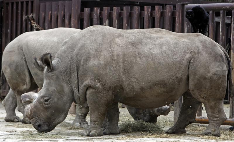 © Reuters. Rinocerontes-brancos-do-norte no zoo de Dvur Kralove nad Labem, na República Tcheca 