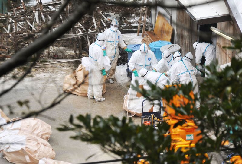 © Reuters. Funcionários da prefeitura de Miyazaki removem frangos em sacolas de uma fazenda onde casos de gripe aviária foram identificados, em Nobeoka, Japão