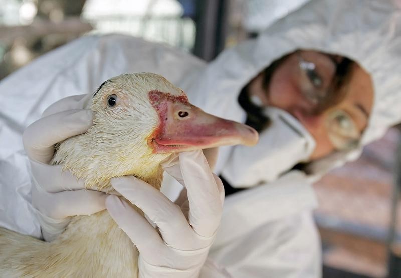 Italia registra un brote de gripe aviar H5N8 en la región de Venecia