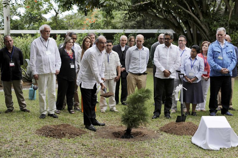 © Reuters. Principal negociador do governo da Colômbia, Humberto de la Calle, planta árvore como parte das negociações de paz do país com as Farc, em Havana