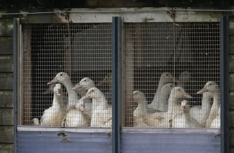 © Reuters. Ducks in cages are seen at a duck farm in Nafferton