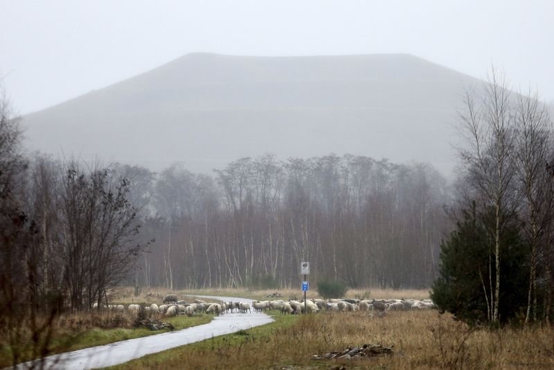 © Reuters. Sheep are seen near a slag heap not far from an abandoned coal mine in Genk
