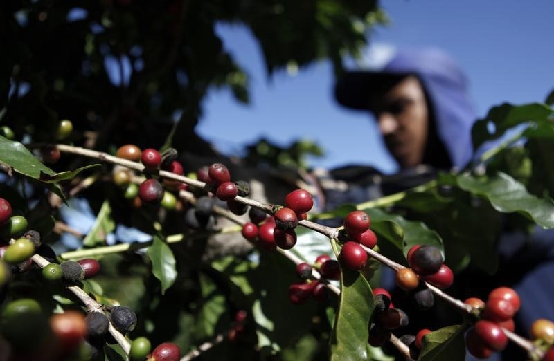 © Reuters. Trabalhador colhe café numa fazenda em Espírito Santo do Pinhal