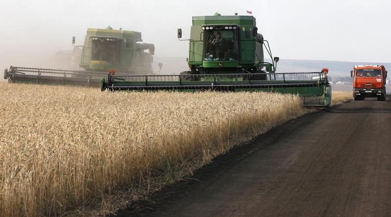 © Reuters. ارتفاع أسعار القمح بفعل قيود التصدير الروسية واستقرار الذرة