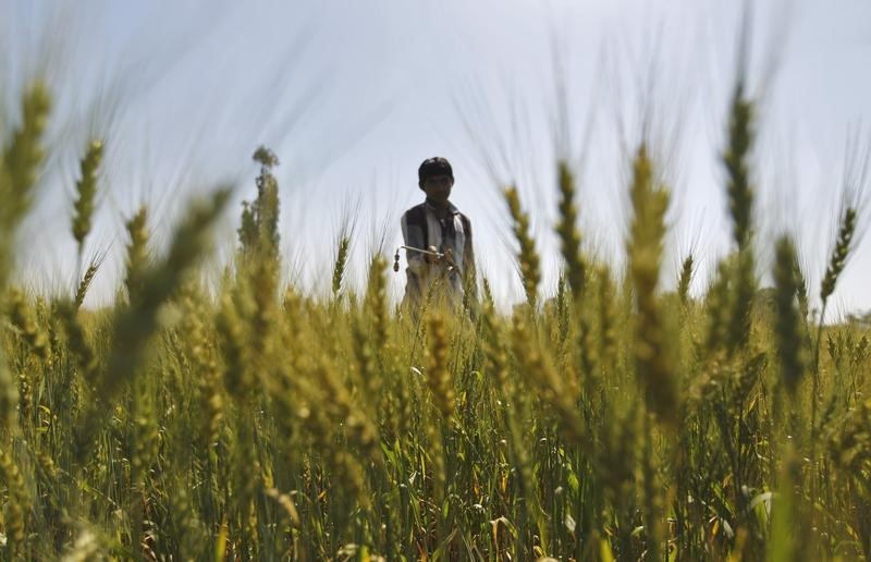 © Reuters. Фермер вносит удобрения на пшеничном поле в окрестностях индийского города Ахмедабад