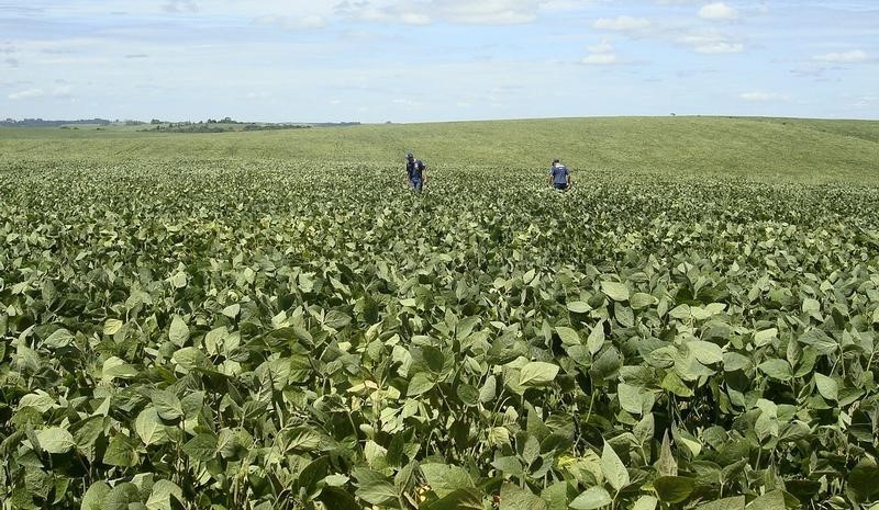 © Reuters. Agrônomos inspecionam plantação de soja em Cruz Alta, Rio Grande do Sul