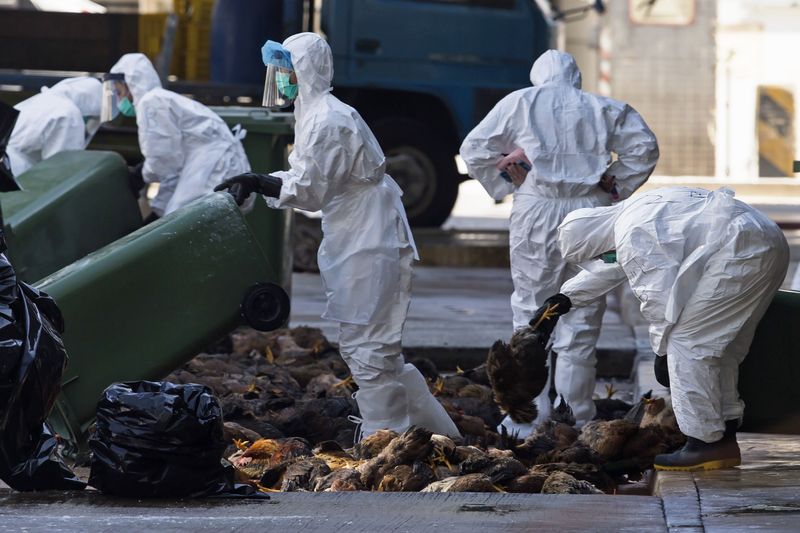 © Reuters. Hong Kong sacrifica gallinas tras encontrar gripe aviaria