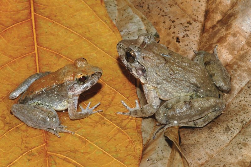 © Reuters. The newly described frog L. Larvaepartus, male and female, are pictured from the island of Sulawesi in Indonesia