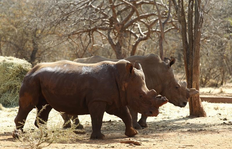 © Reuters. جنوب أفريقيا تفقد عددا قياسيا من وحيد القرن مع تزايد الصيد غير القانوني