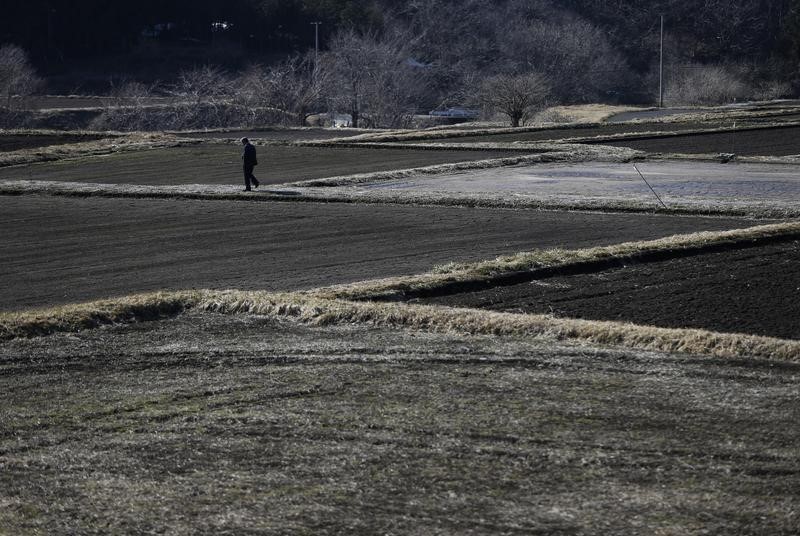 © Reuters. El arroz de Fukushima aprueba los controles por primera vez desde el tsunami